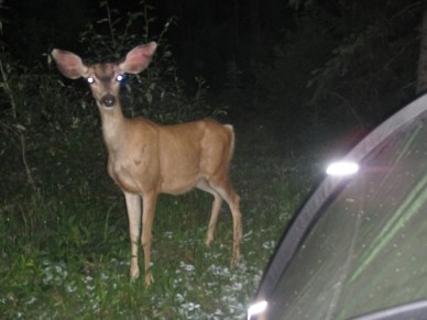 2017-07-11 Eureka_Tuchuck-42