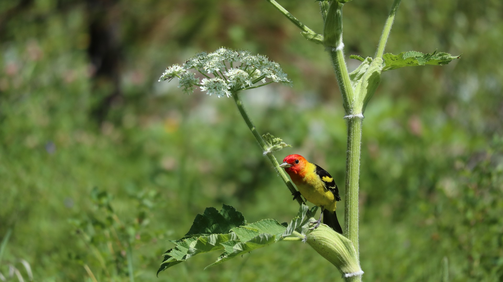 2017-07-12 Tuchuck-16.JPG