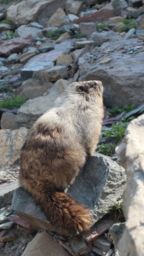 2017-07-16 Glacier National Park-142