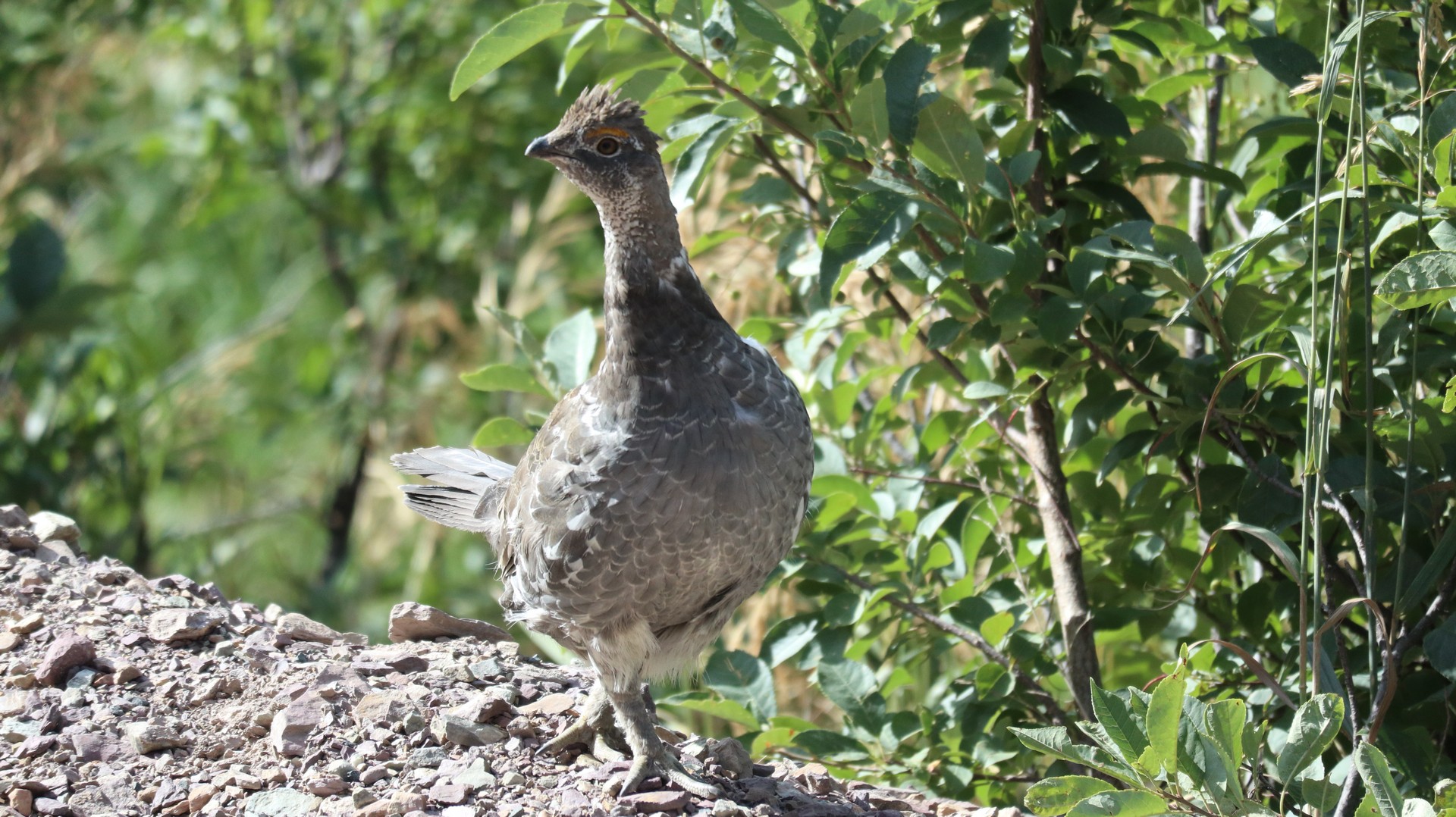 2017-07-25 Marsh Creek_Helena-101