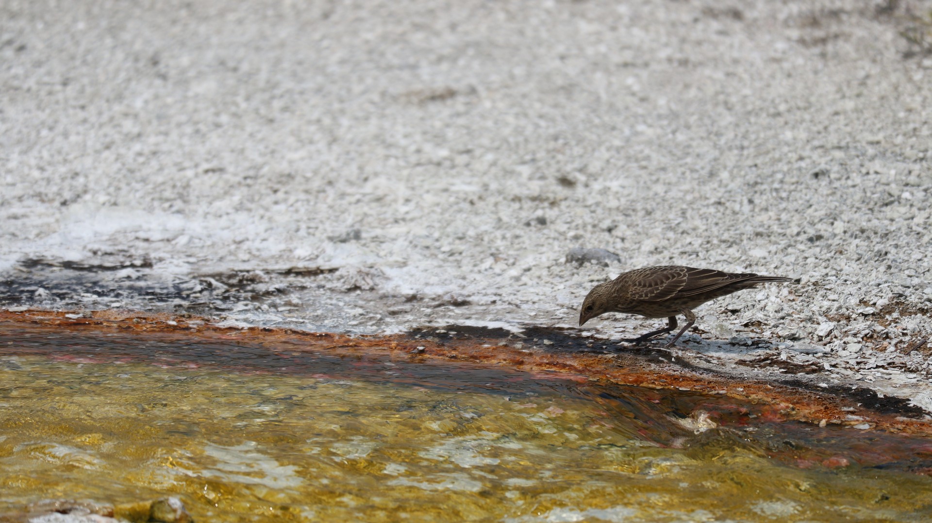 2017-08-11 Yellowstone-368