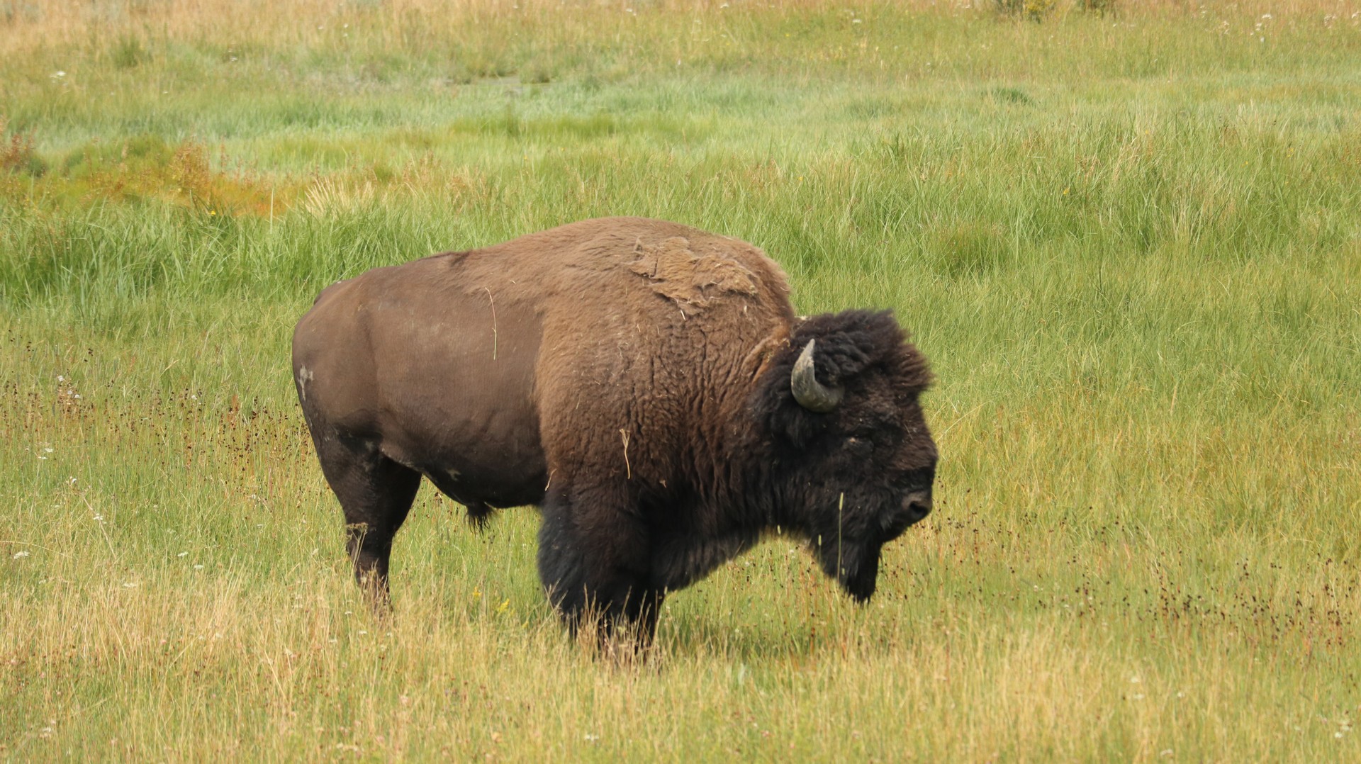 2017-08-11 Yellowstone-444