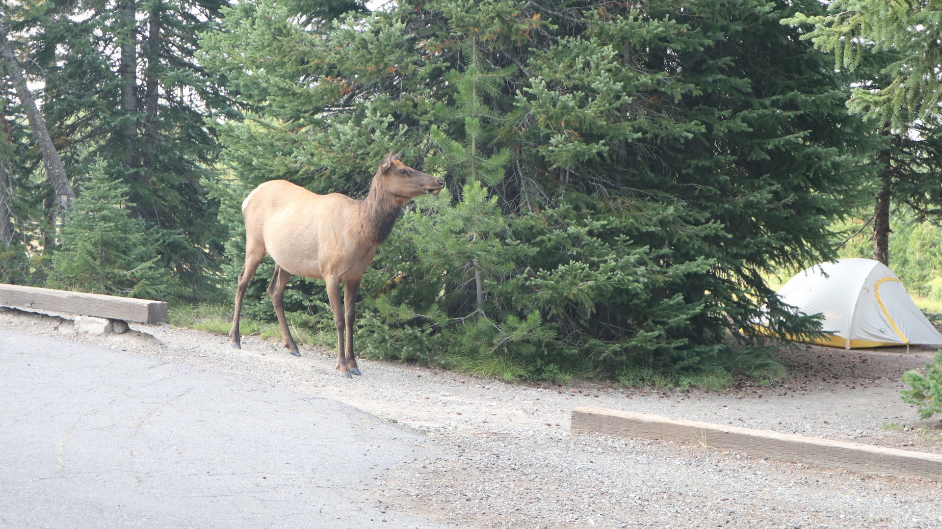 2017-08-12 West Yellowstone_Grant Village-78