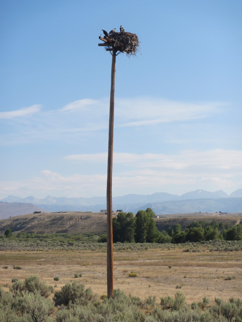 2017-08-17 Pinedale_Lander Creek-27