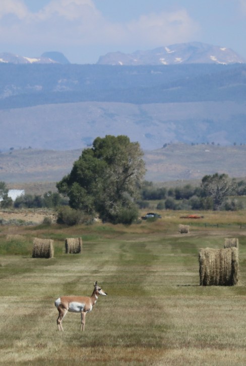 2017-08-17 Pinedale_Lander Creek-69 (2)