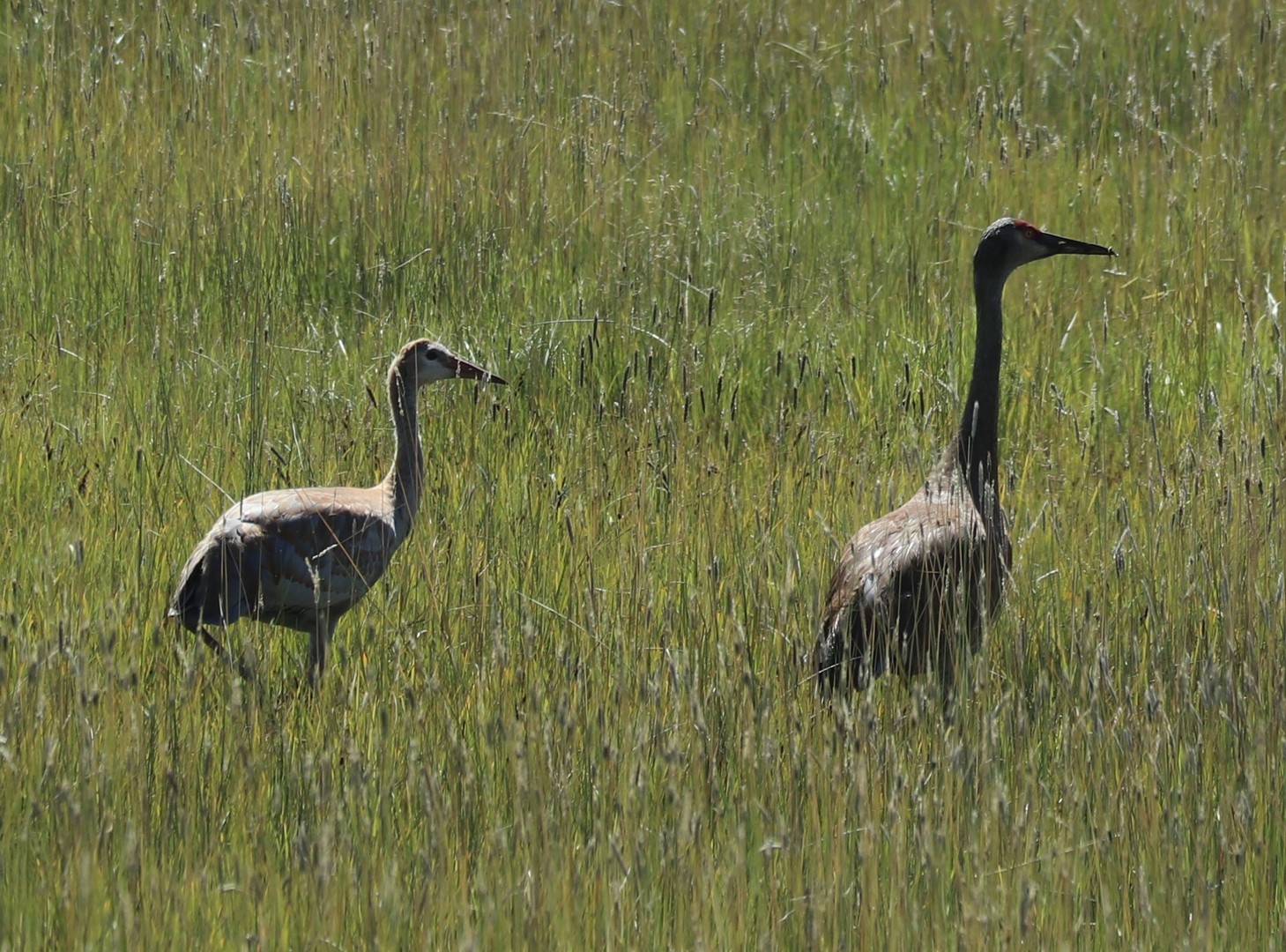 2017-08-17 Pinedale_Lander Creek-70 (2)