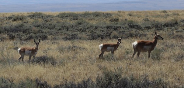 2017-08-20 A&amp;M Reservoir_Rawlings-129 (2)