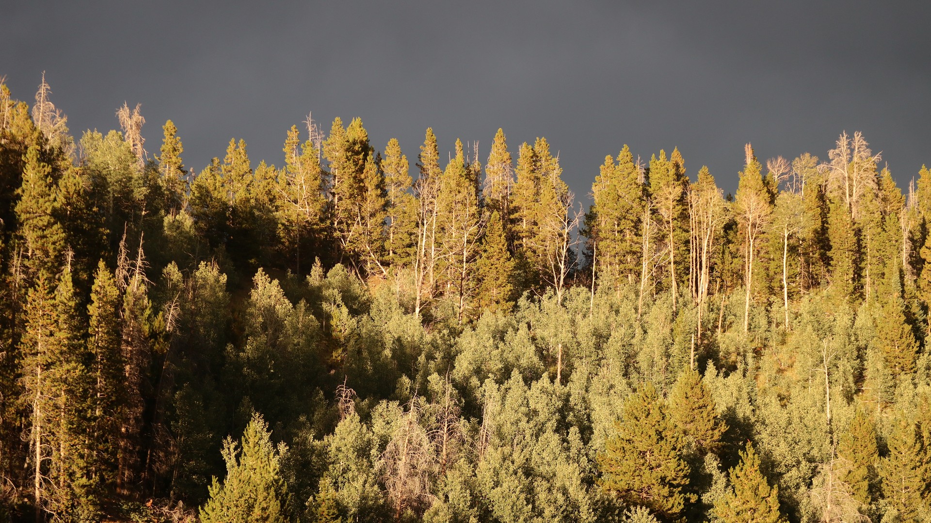 2017-08-23 Teton Reservoir_Aspen Alley-100