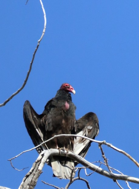2017-08-24 Aspen Alley_Brush Mtn Lodge-114 (2)