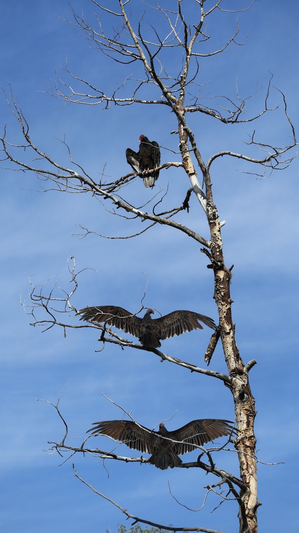 2017-08-24 Aspen Alley_Brush Mtn Lodge-116