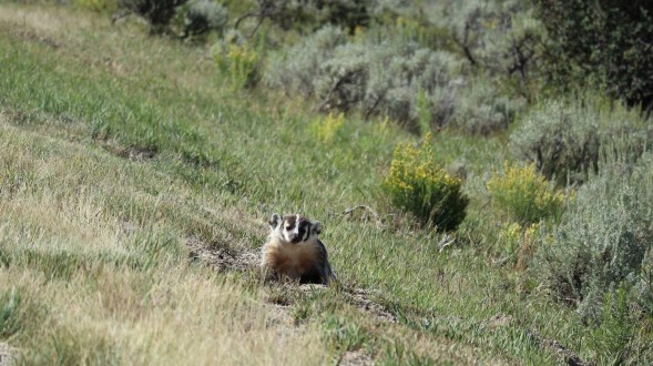 2017-08-24 Aspen Alley_Brush Mtn Lodge-142