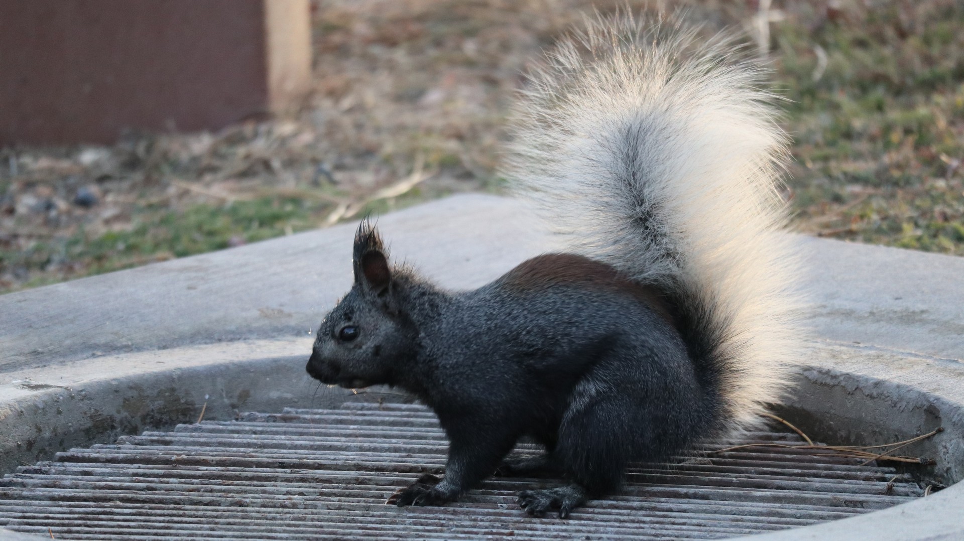 2017-10-17 Jakob Lake_GC North Rim-3