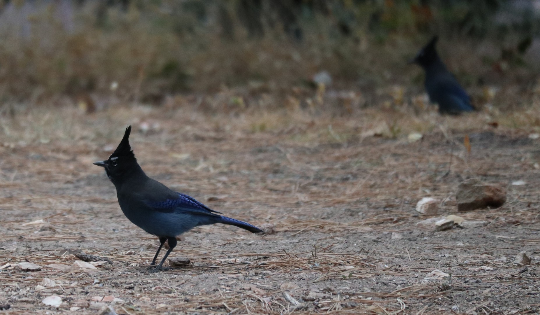 2017-10-18 GC North Rim-76 (2)