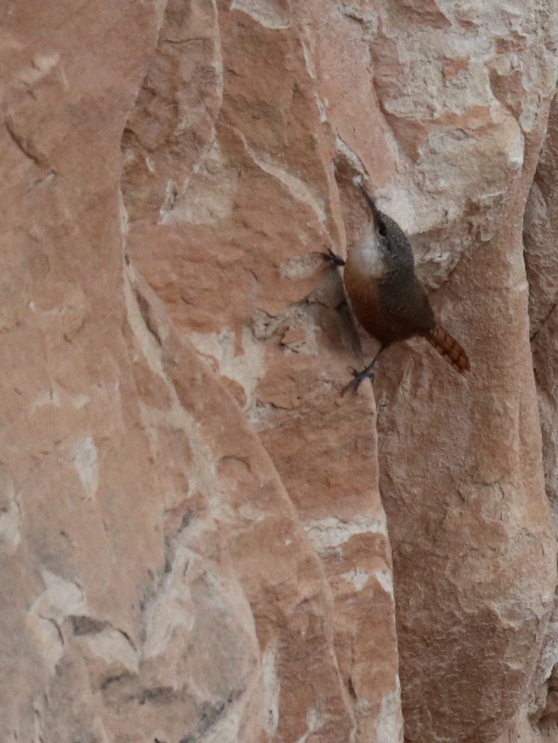 2017-10-18 GC North Rim-93 (2)