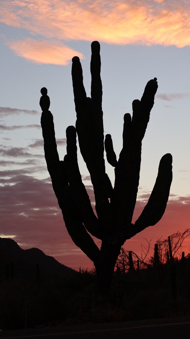 2018-02-08 Loreto_Restaurant El Parquito-64