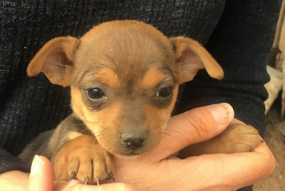 2018-02-10 Cd Constitucion-4