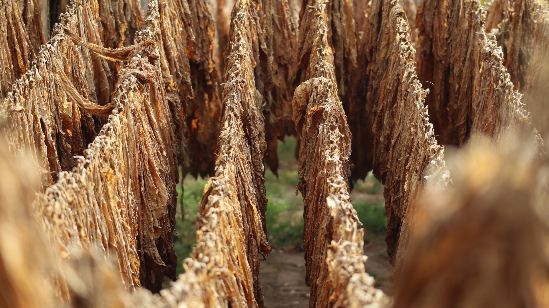 2018-02-20 Acaponeta_Ruiz-62