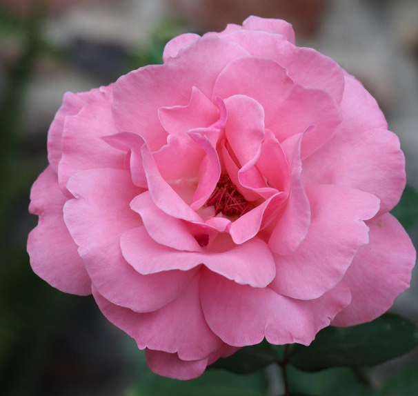 2018-05-01 Antigua-9