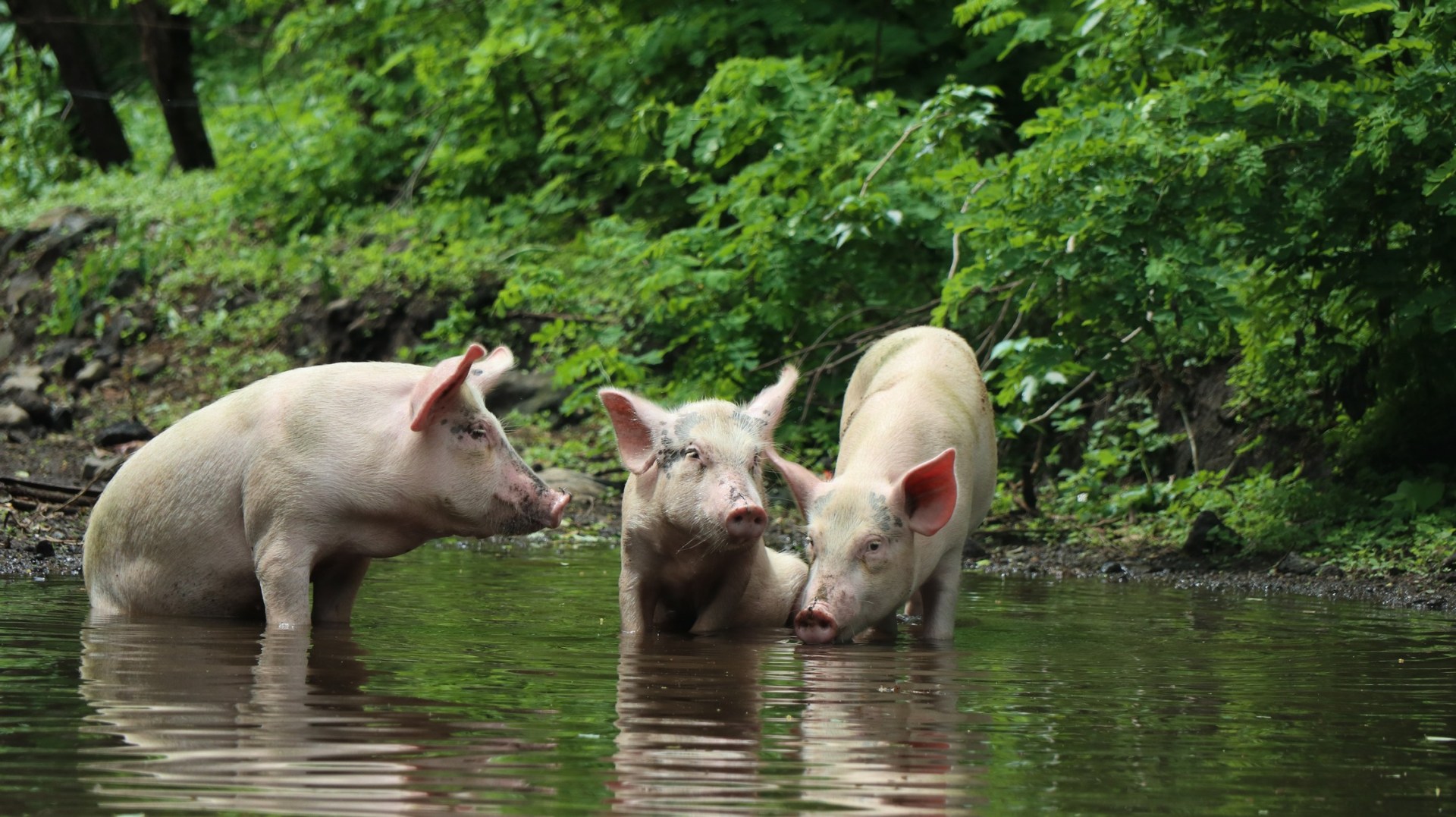 2018-06-06 Moyogalpa-7