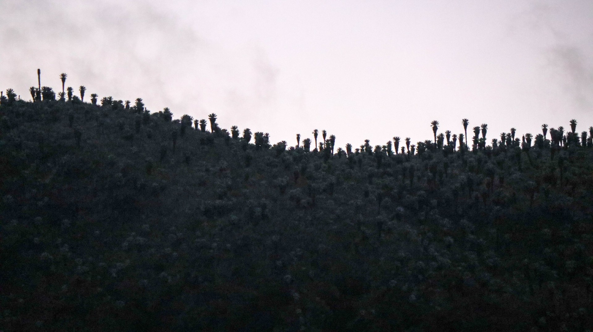 2018-10-01Tulcan_Reserva El Angel-201