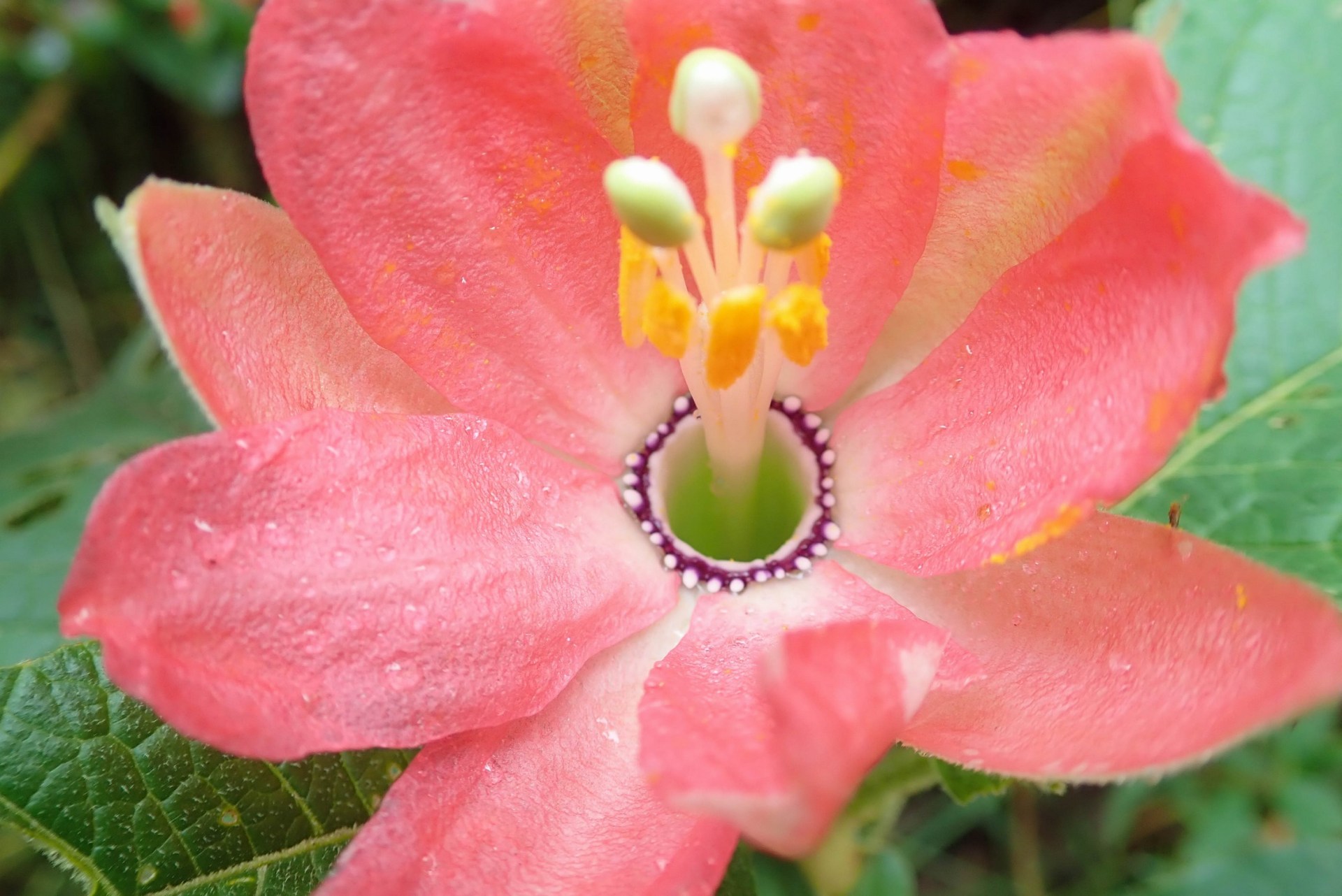 2018-10-08 Otavalo_Laguna Chiriacu-50