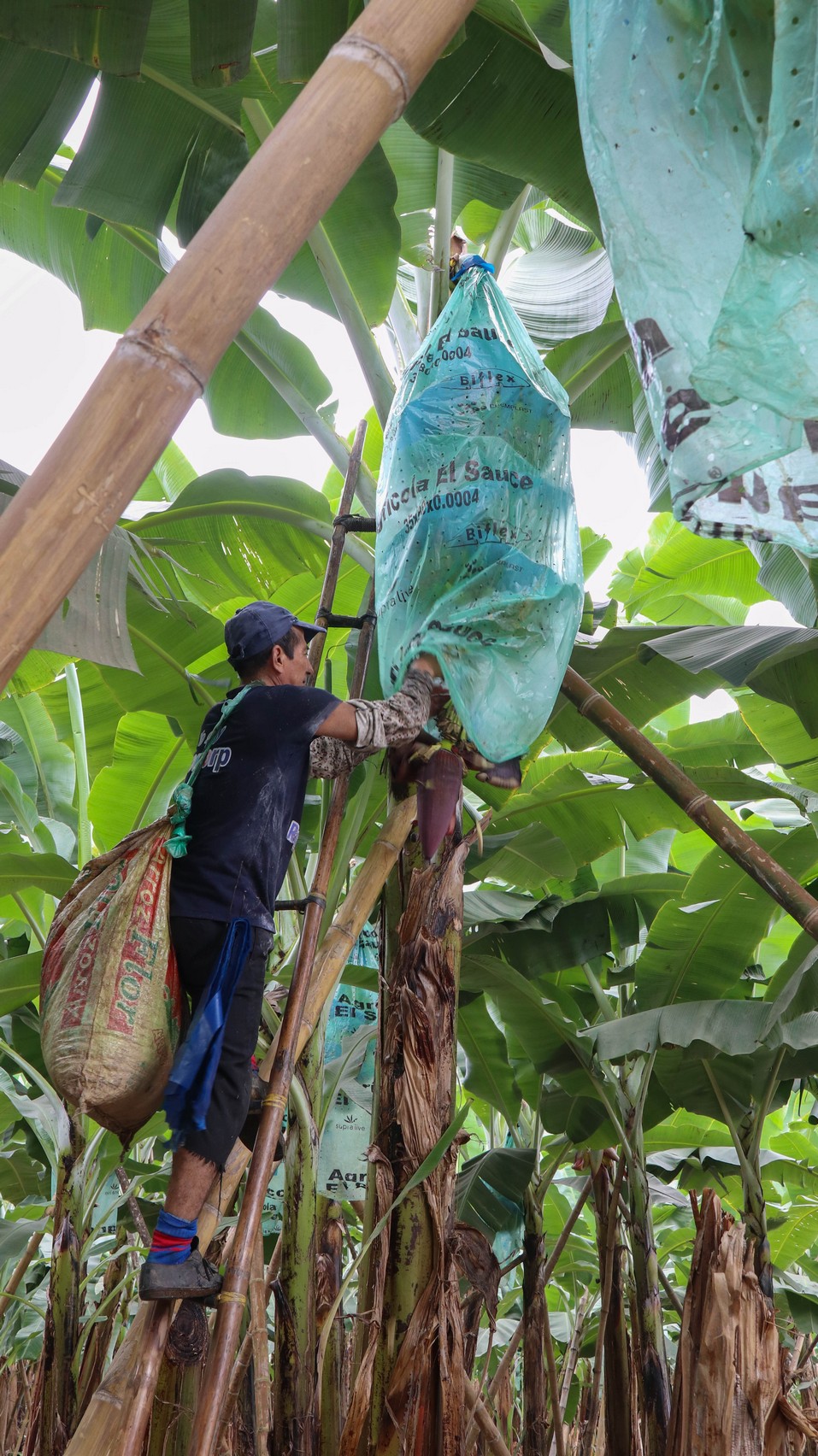 2018-10-22 Mocache_Antonio Sotomayor-36