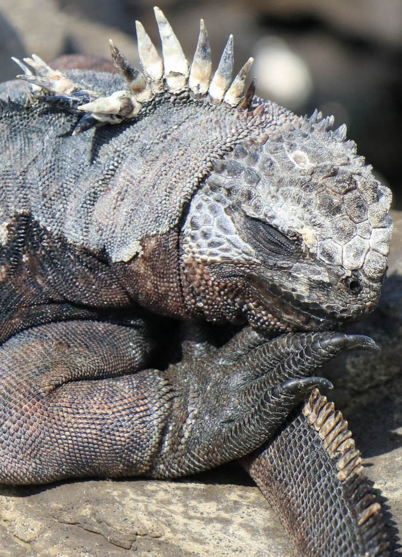 2018-11-06 Puerto Egas-116