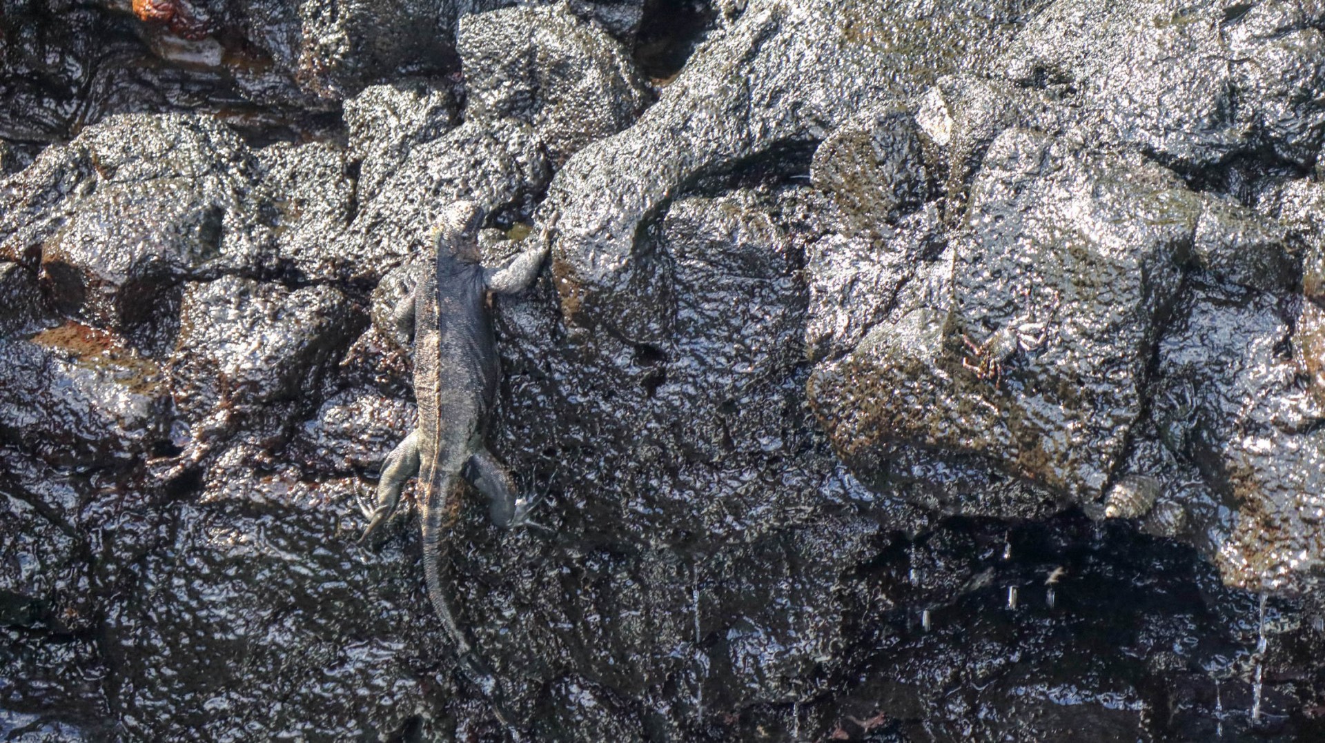 2018-11-06 Puerto Egas-186