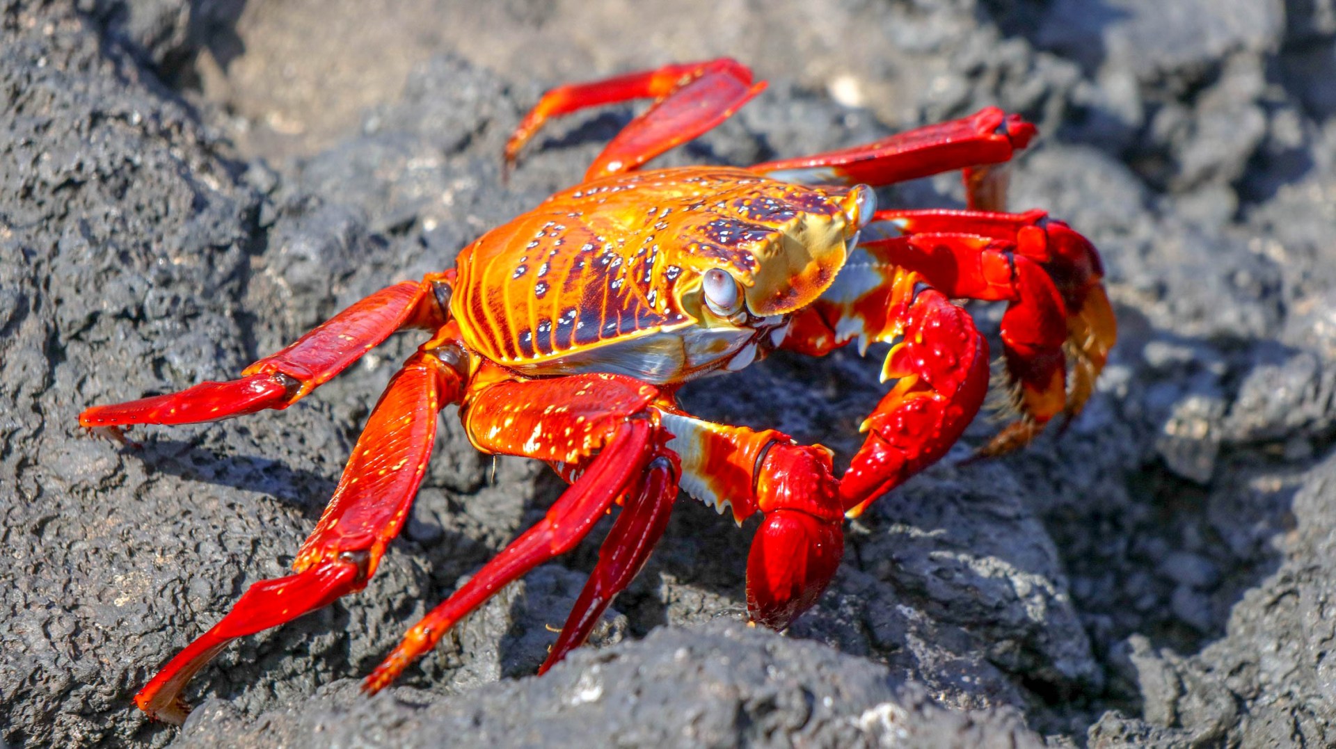 2018-11-06 Puerto Egas-213