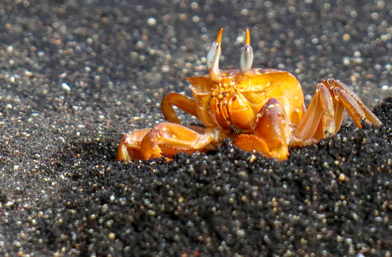 2018-11-06 Puerto Egas-31