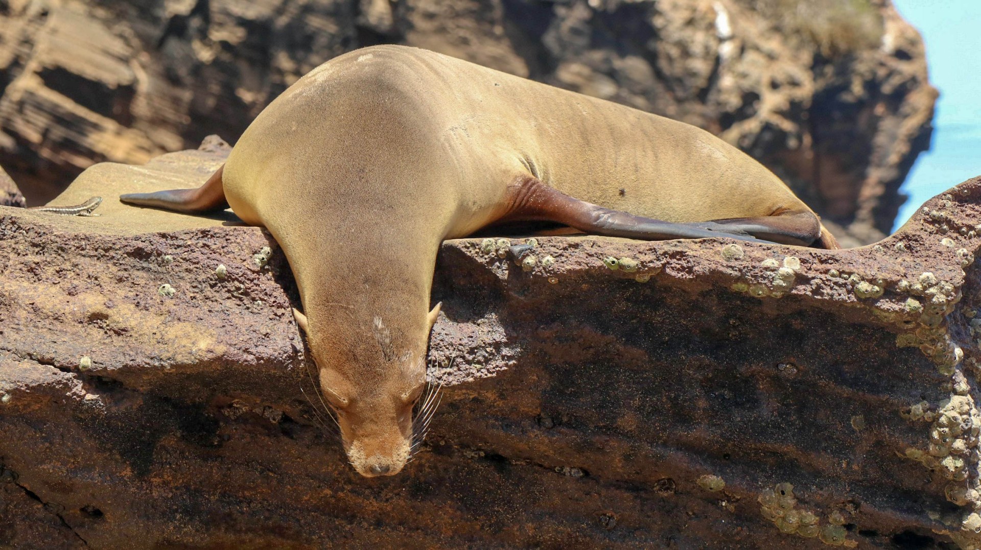 2018-11-09 Isla Cristobal-138