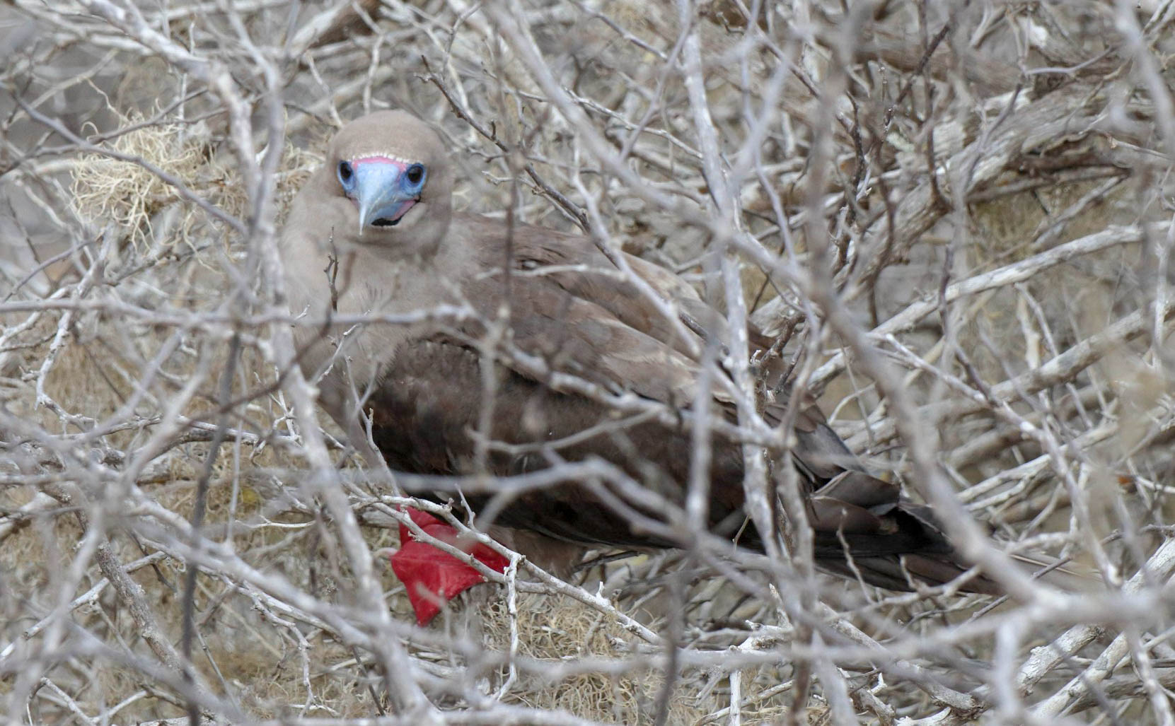 2018-11-09 Isla Cristobal-37