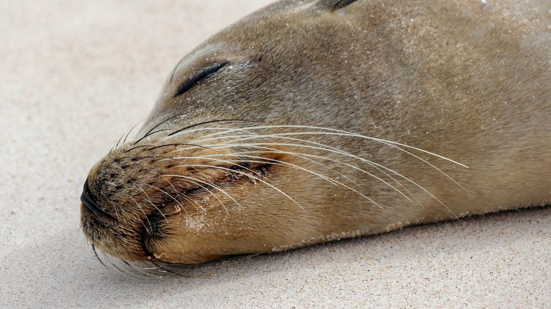 2018-11-10 Isla Lobos-38