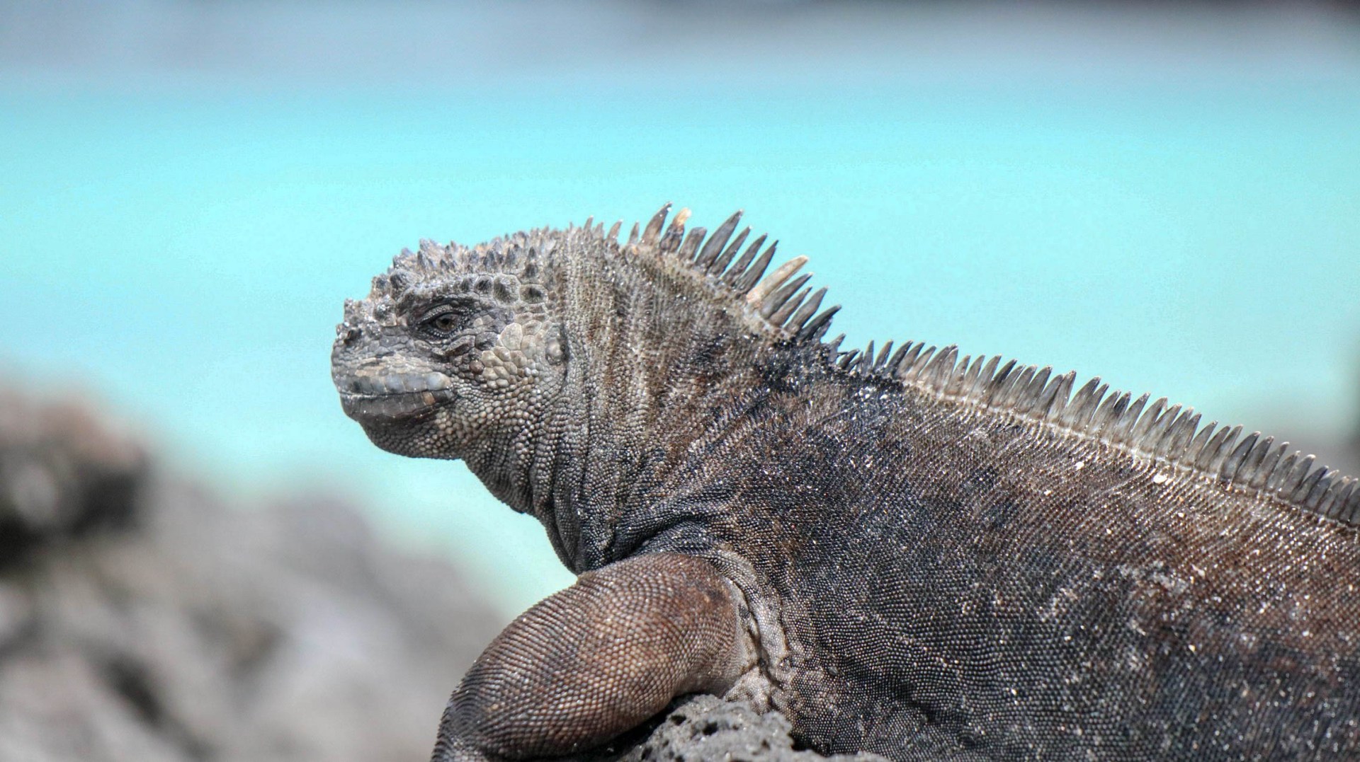 2018-11-10 Isla Lobos-51