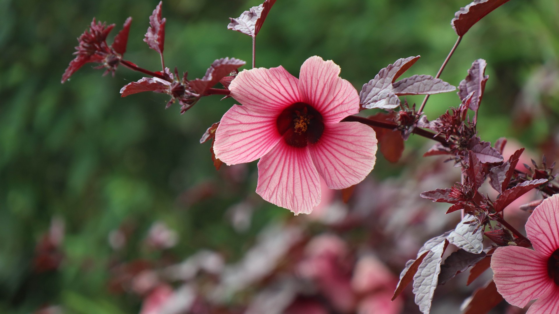 2019-04-15 Namballe_San Ignacio-42