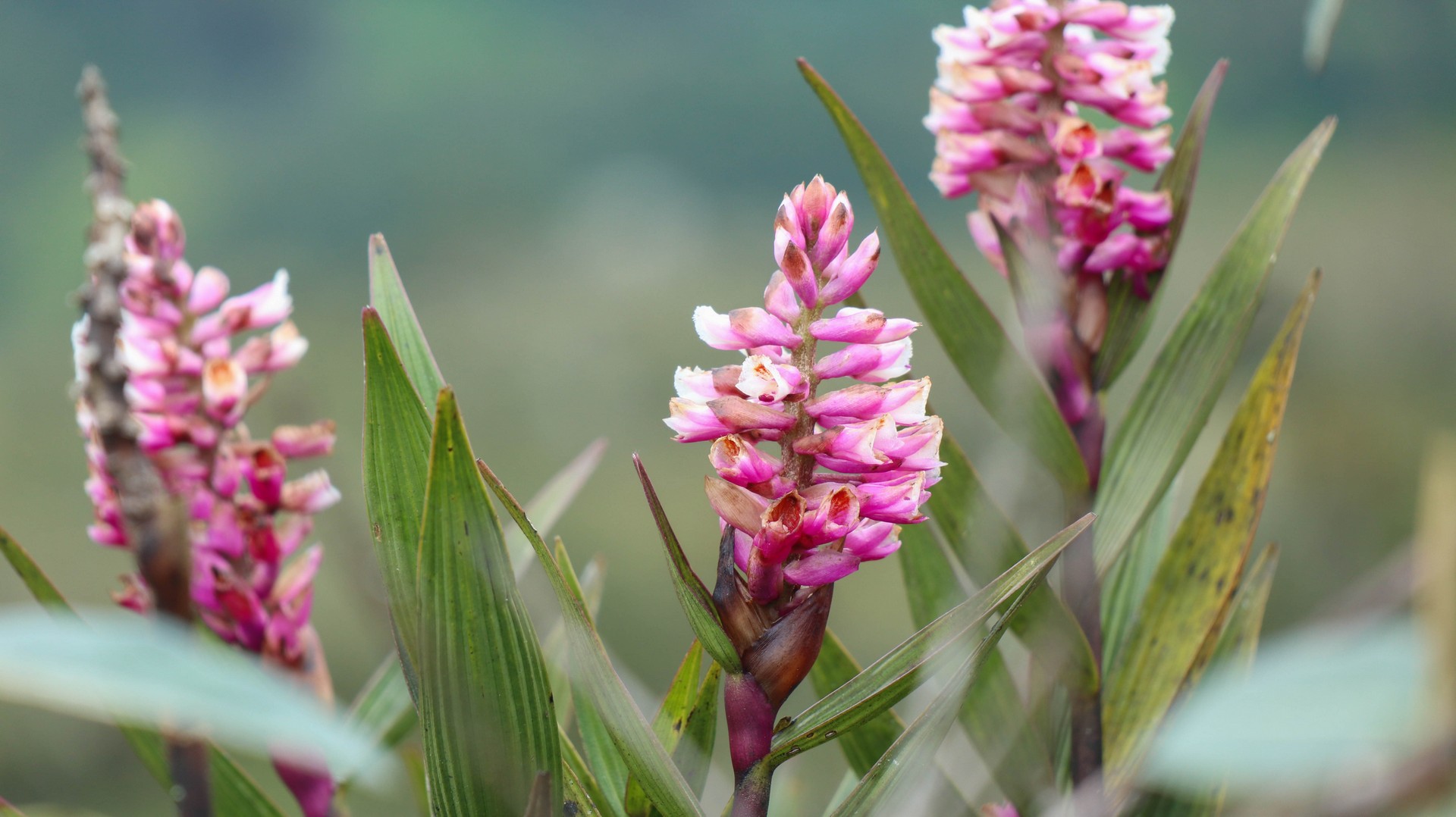 2019-04-19 Cutervo_Chota-65