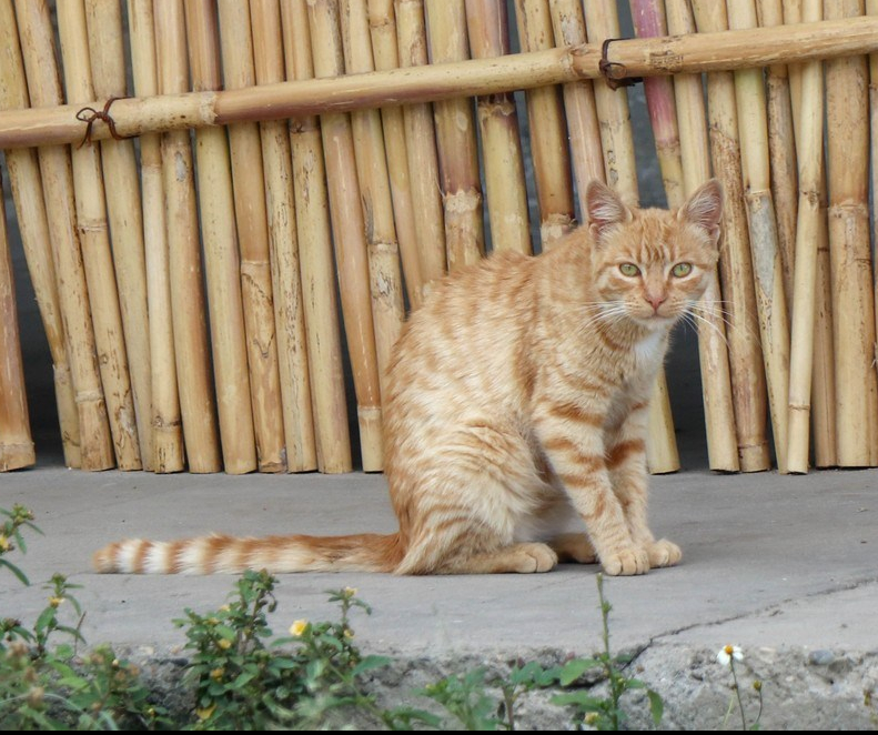 2019-04-26 San Marcos_Cajabamba-52